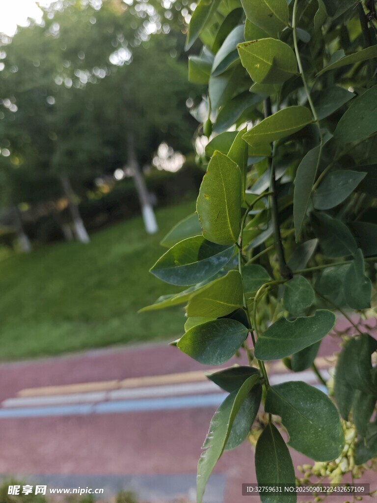 路边翠绿藤蔓枝叶特写
