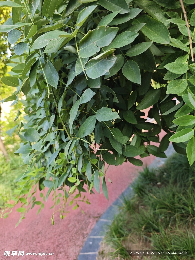 绿叶下的小径风光