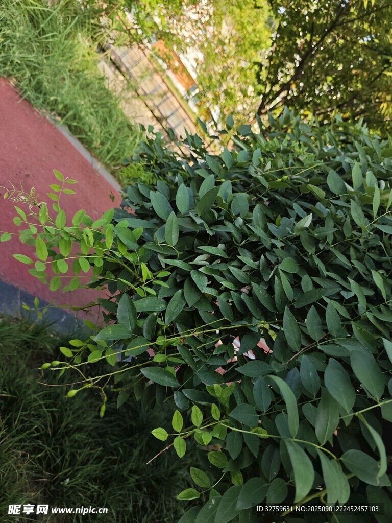 绿叶繁茂的植物景观