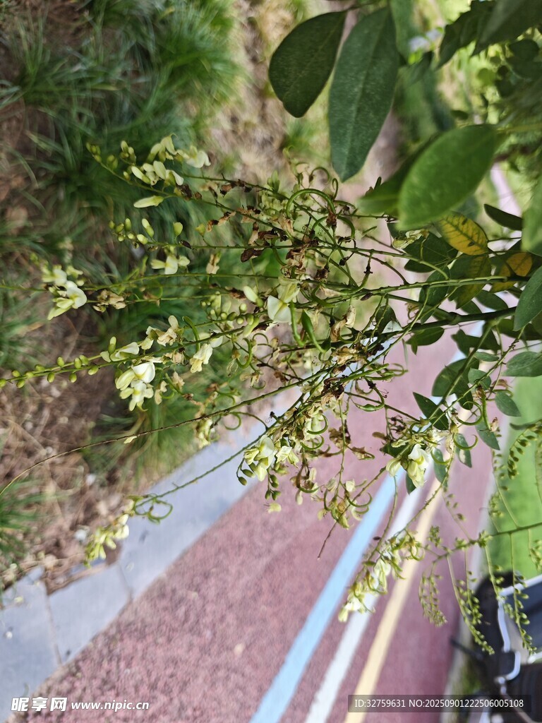 路边绿植景观