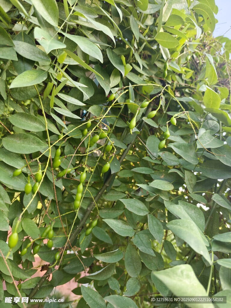 绿叶间的繁茂植物景观