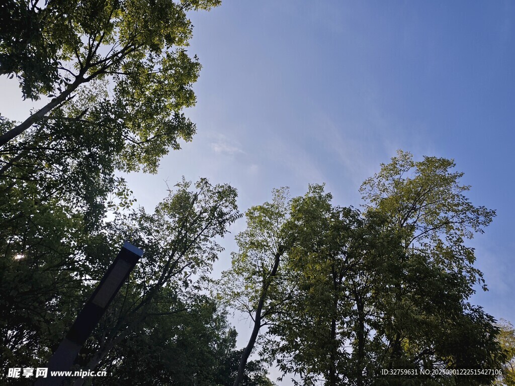 仰视林间蓝天绿树美景