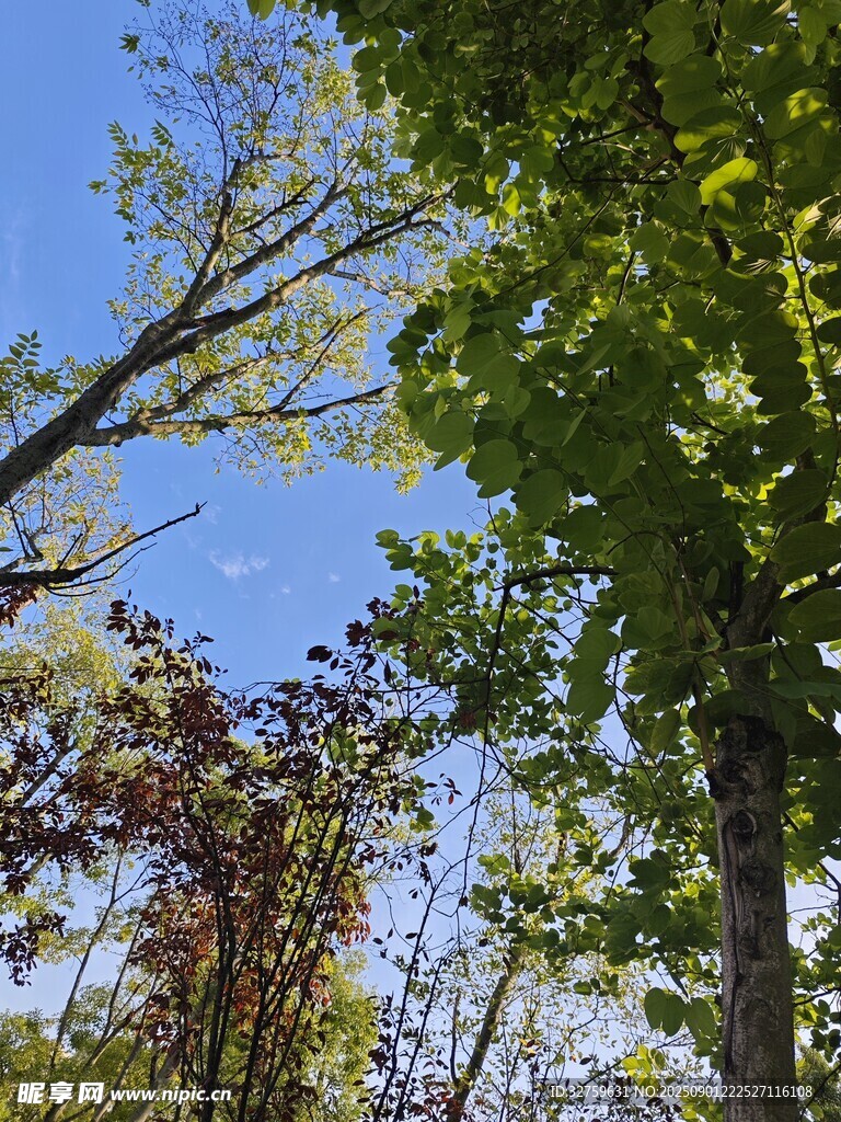 蓝天绿树间的自然景致