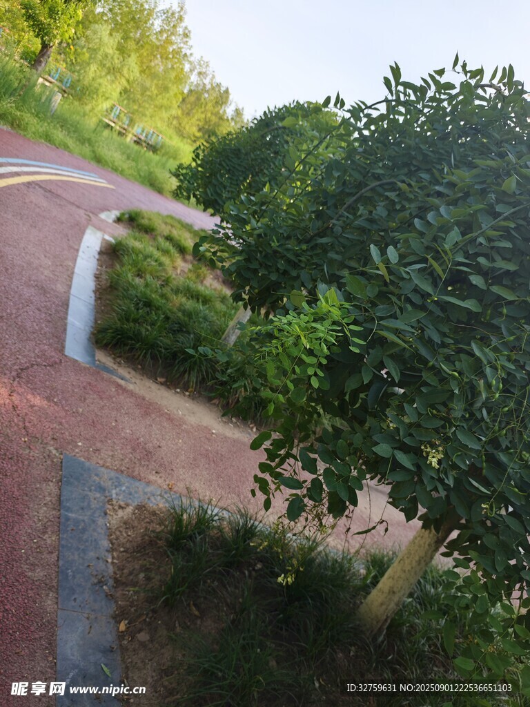 蜿蜒小路旁的葱郁绿植