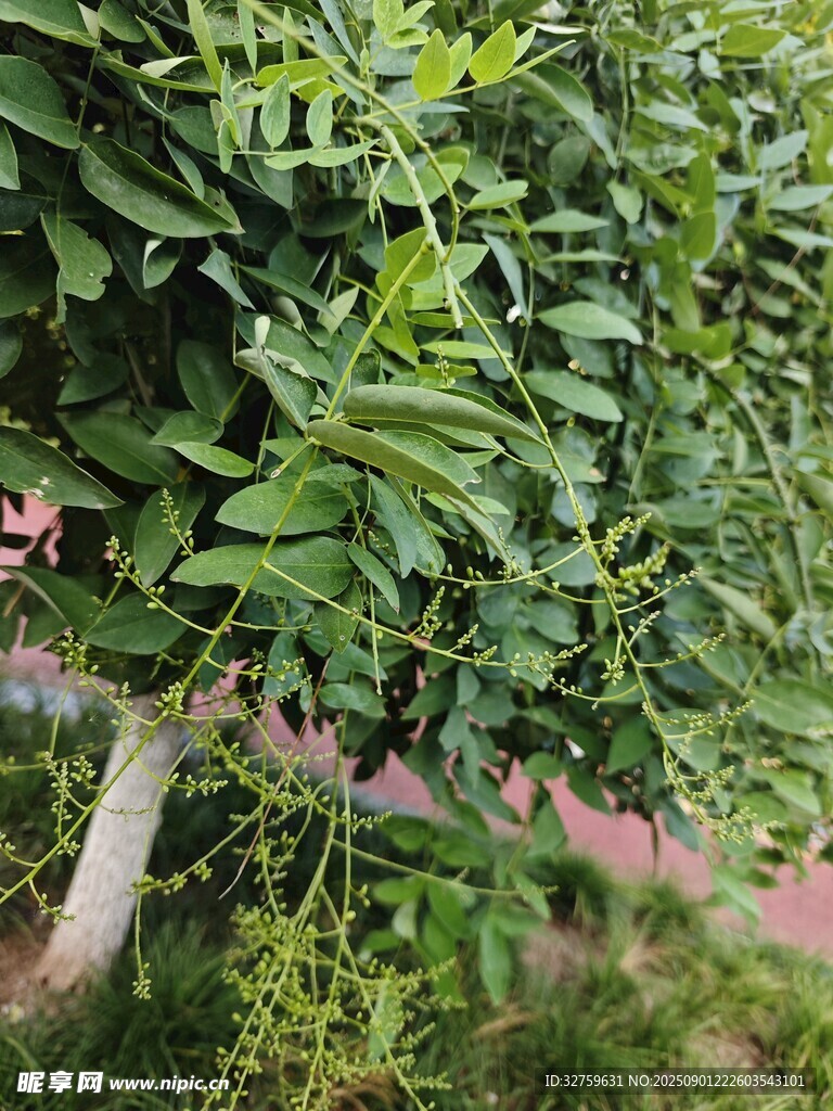绿叶繁茂的果树