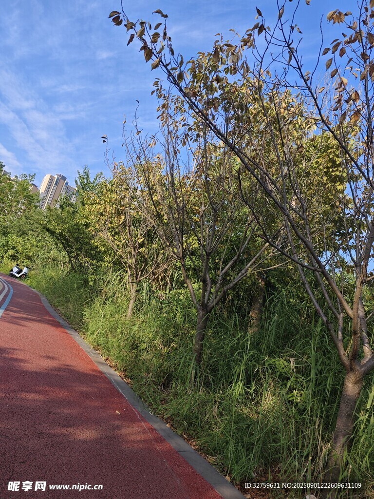林间