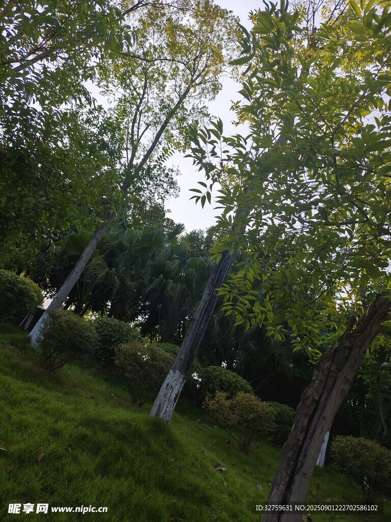 林间绿意盎然的静谧景致