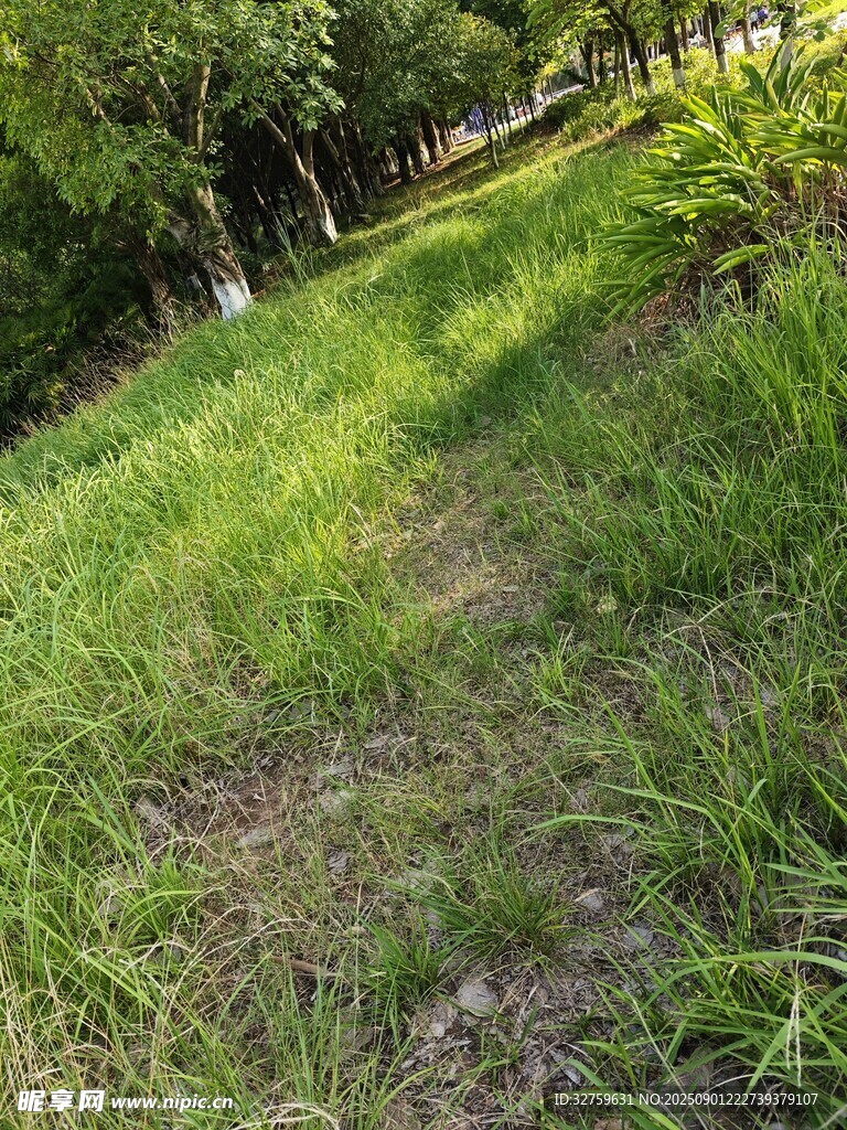 阳光照耀下的翠绿草地