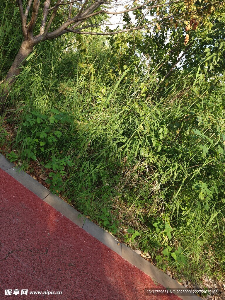 红色步道旁的繁茂绿植