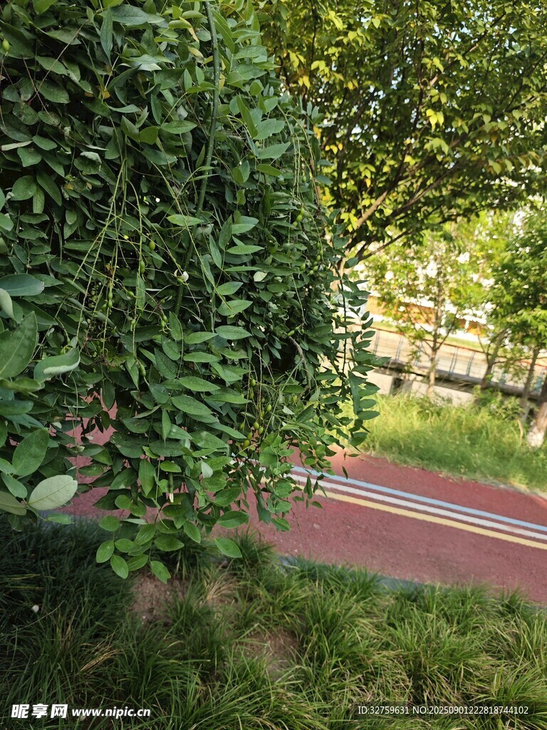 绿荫下的红色步道