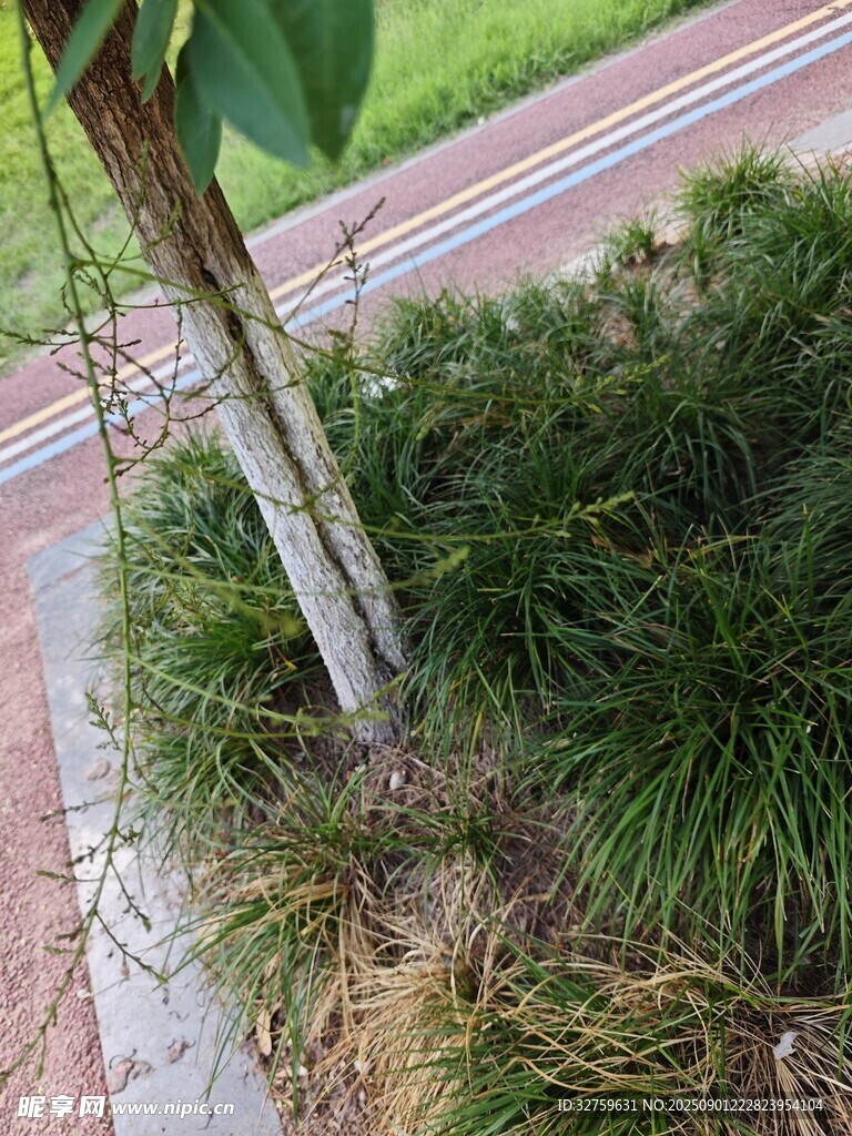 路边绿植与树干特写