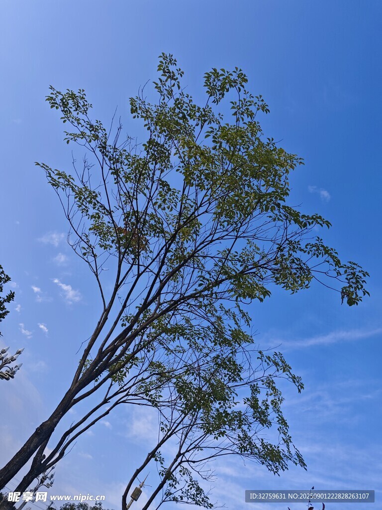 蓝天映衬下的翠绿树木