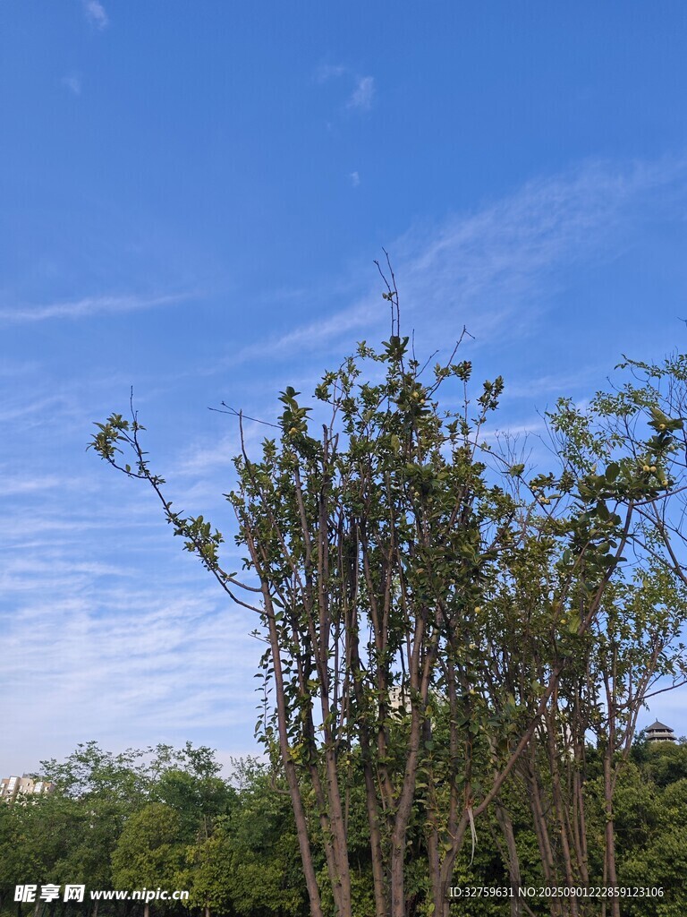 蓝天之下的挺拔树木