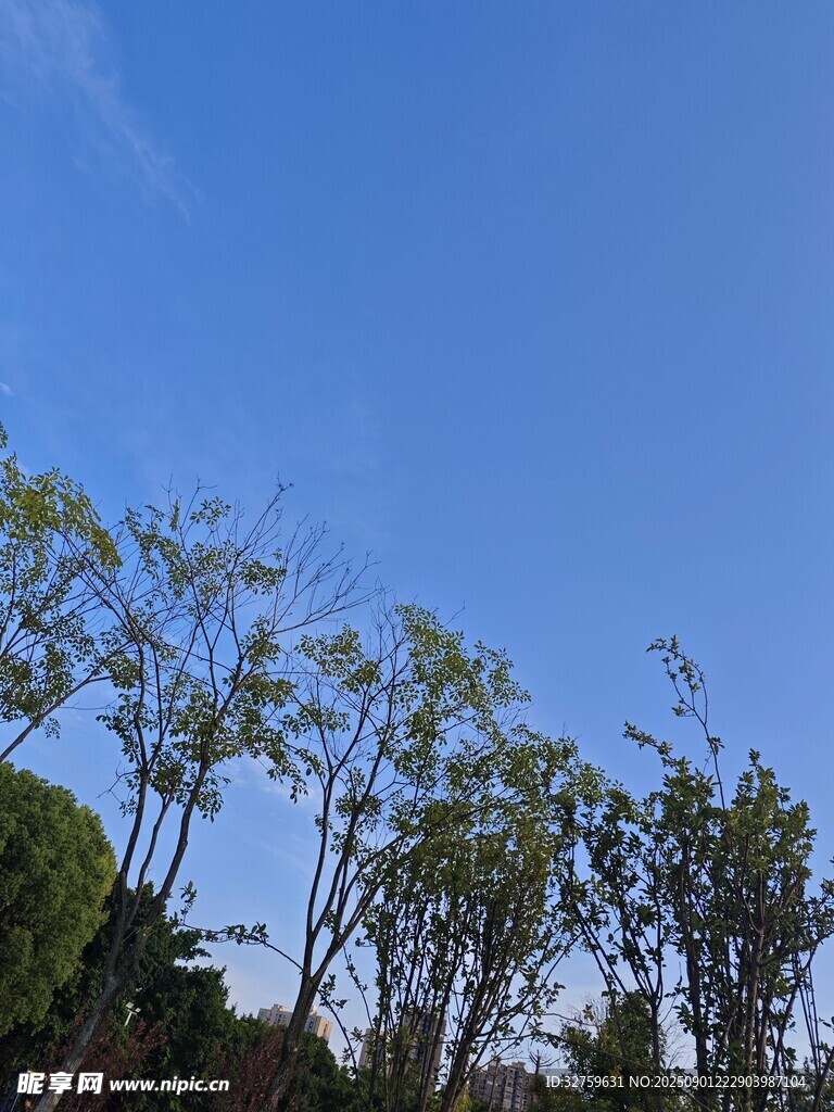蓝天绿树风景