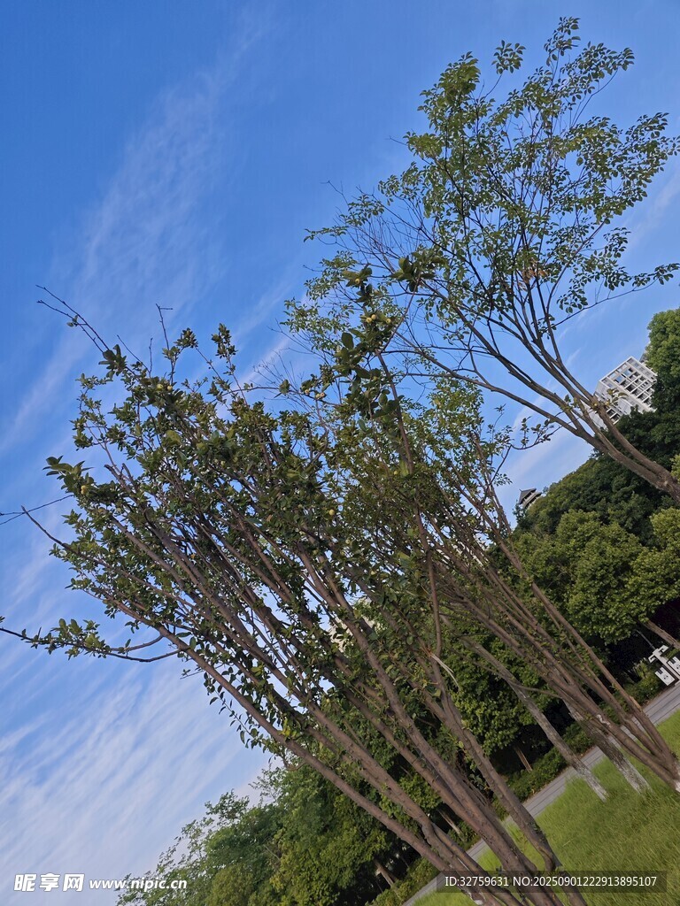 蓝天绿树风景