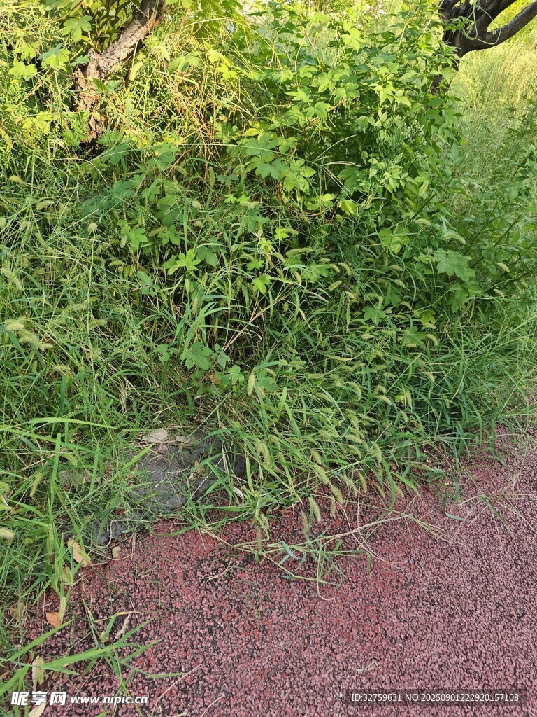 路边繁茂的绿色植物