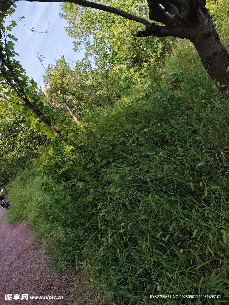 林间小径旁的葱郁绿植
