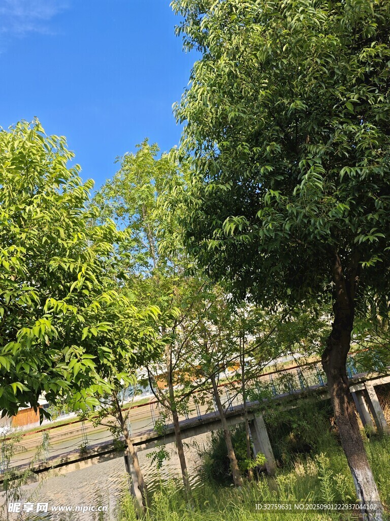 绿意盎然的风景