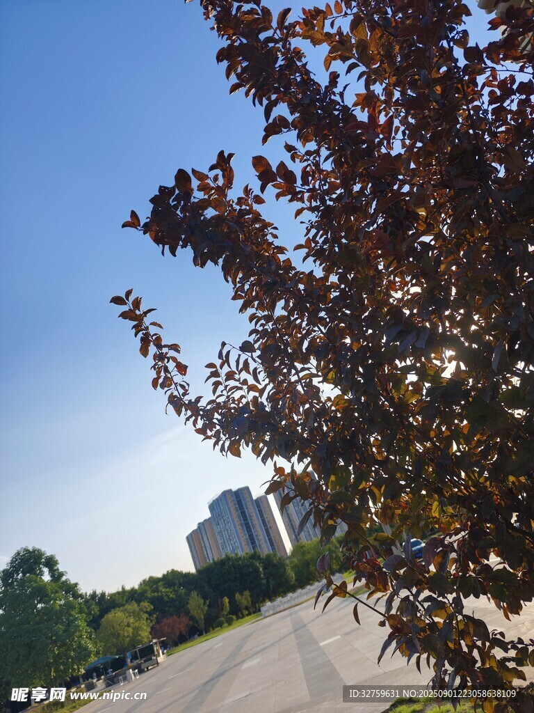 阳光下的红叶与城市街景