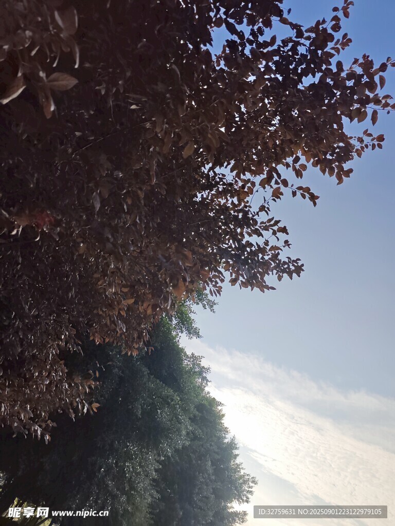 仰视视角下的繁茂树叶