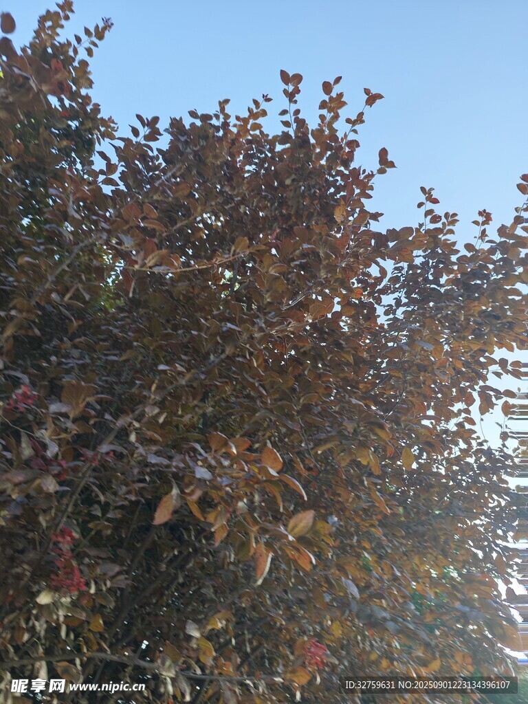 秋日树梢 