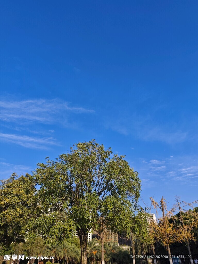 蓝天绿树风景图