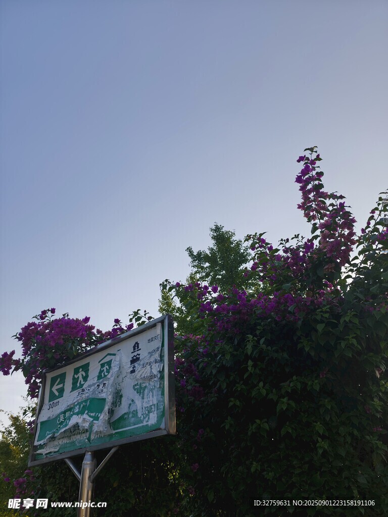 花丛中的指示牌