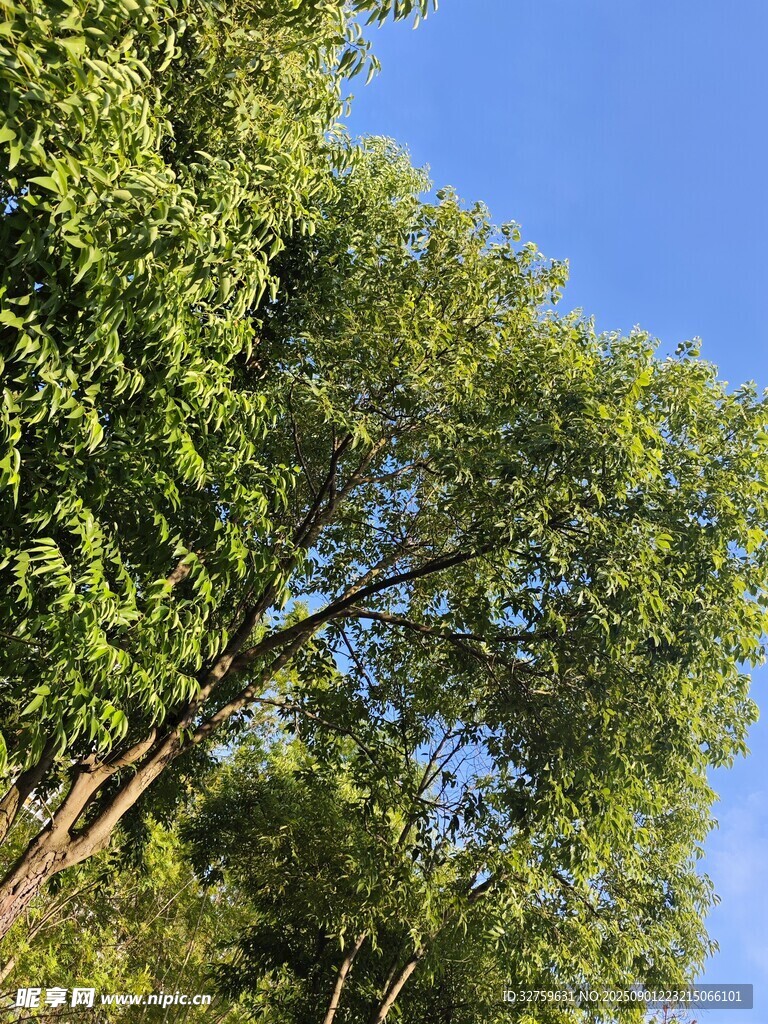 蓝天映衬下的葱郁树木