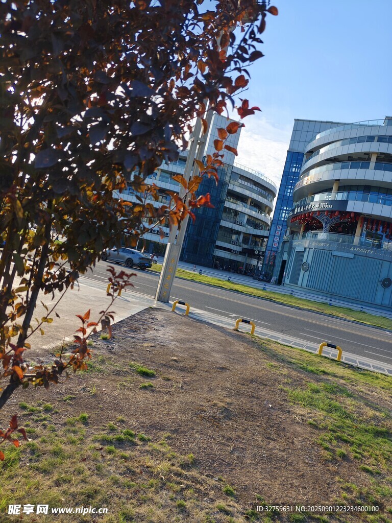 城市中树木与现代建筑景观
