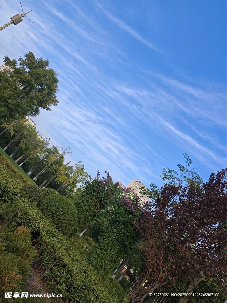 蓝天绿树风景图