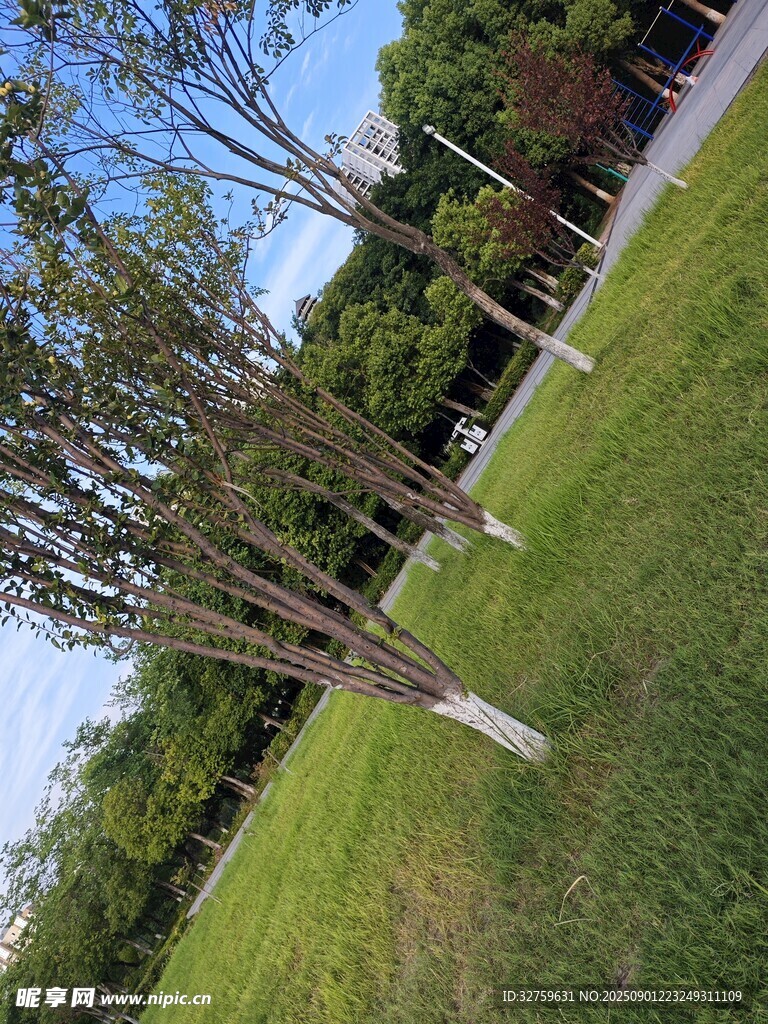 户外草地旁的树木景观