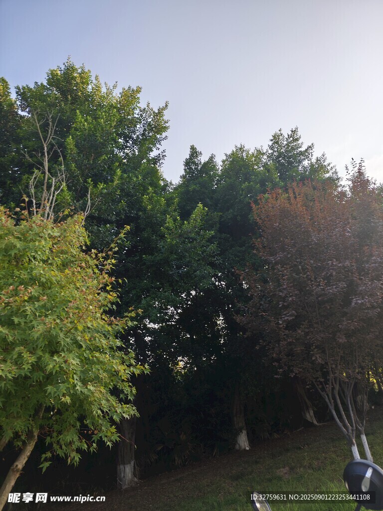 户外绿树成荫的自然景致