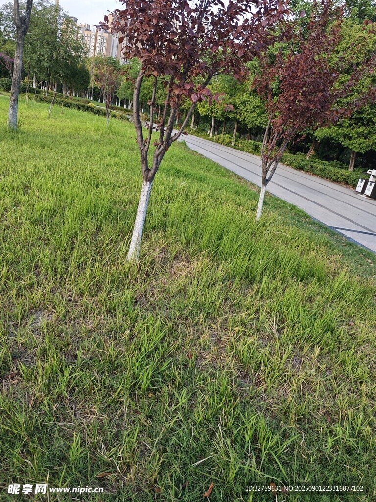 路边草地与树木景观