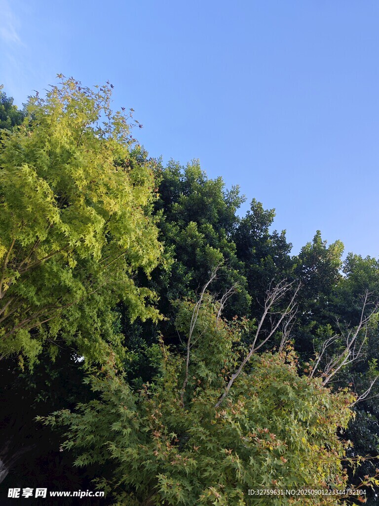 蓝天映衬下的葱郁树林