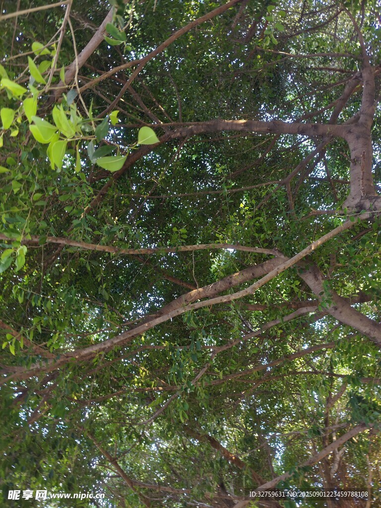 繁茂枝叶下的自然景致