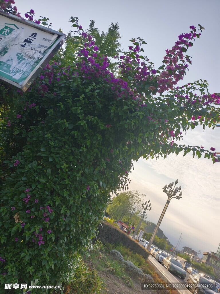 路边繁茂紫花绿植景观