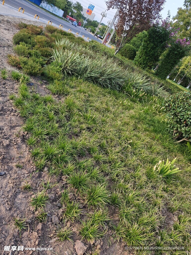 户外草地景观