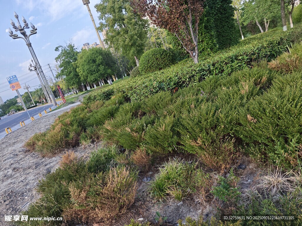 路边绿植景观