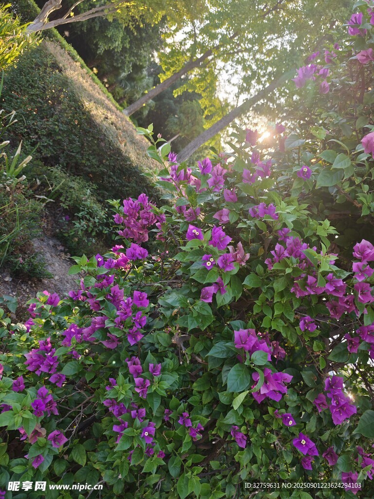 阳光下的绚烂紫色花丛