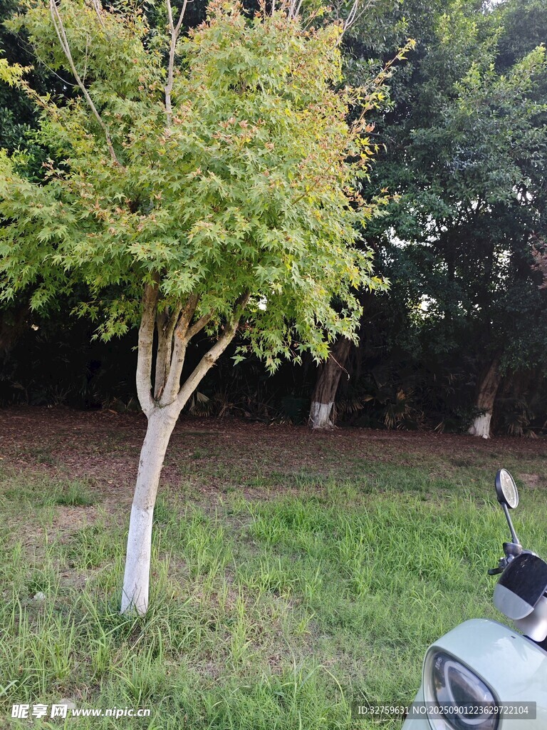 草地上的绿树与摩托车