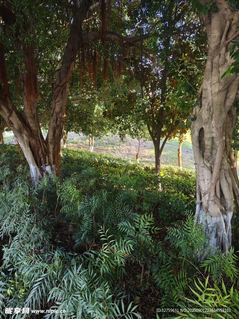 繁茂树林中的绿植景观