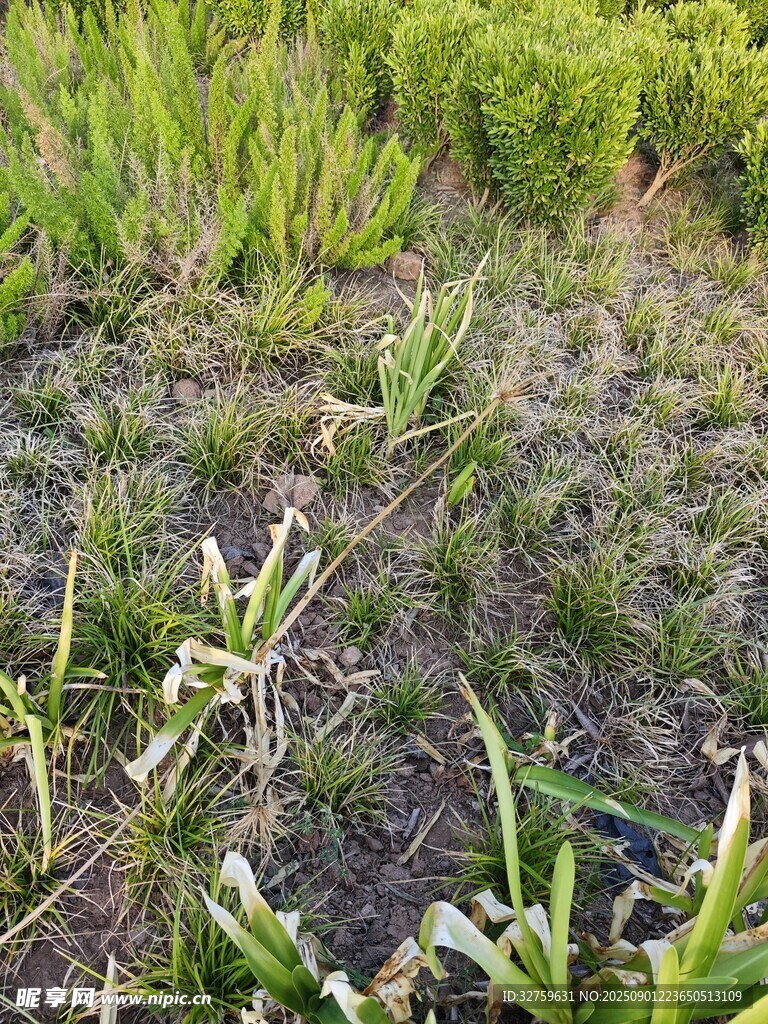 嫩绿草丛中的生机景象