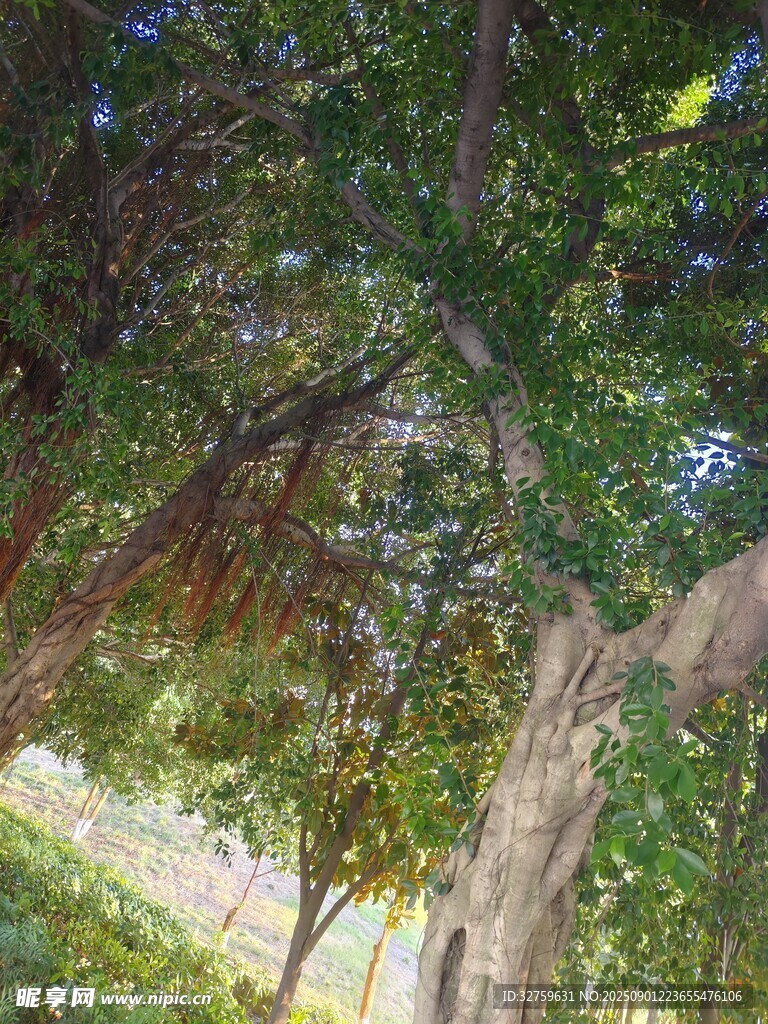 林间繁茂树木绿意盎然