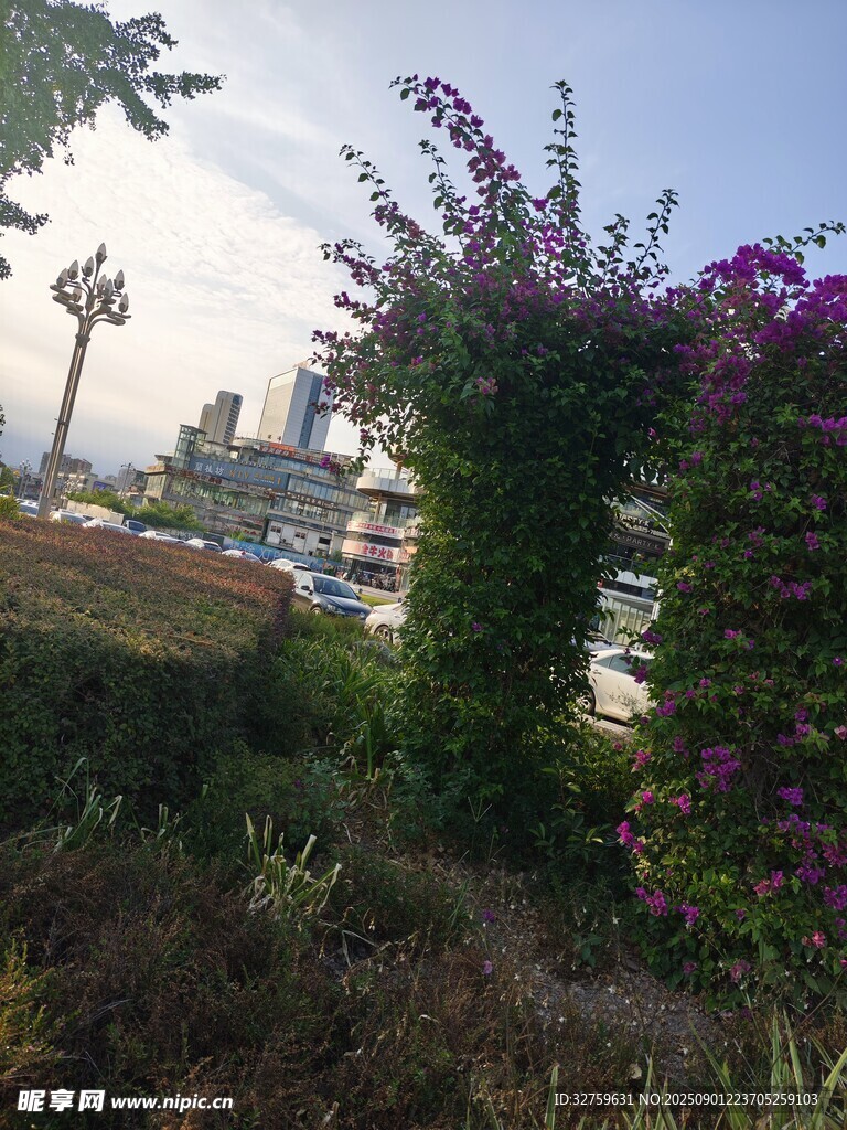 城市中繁花绿树景观