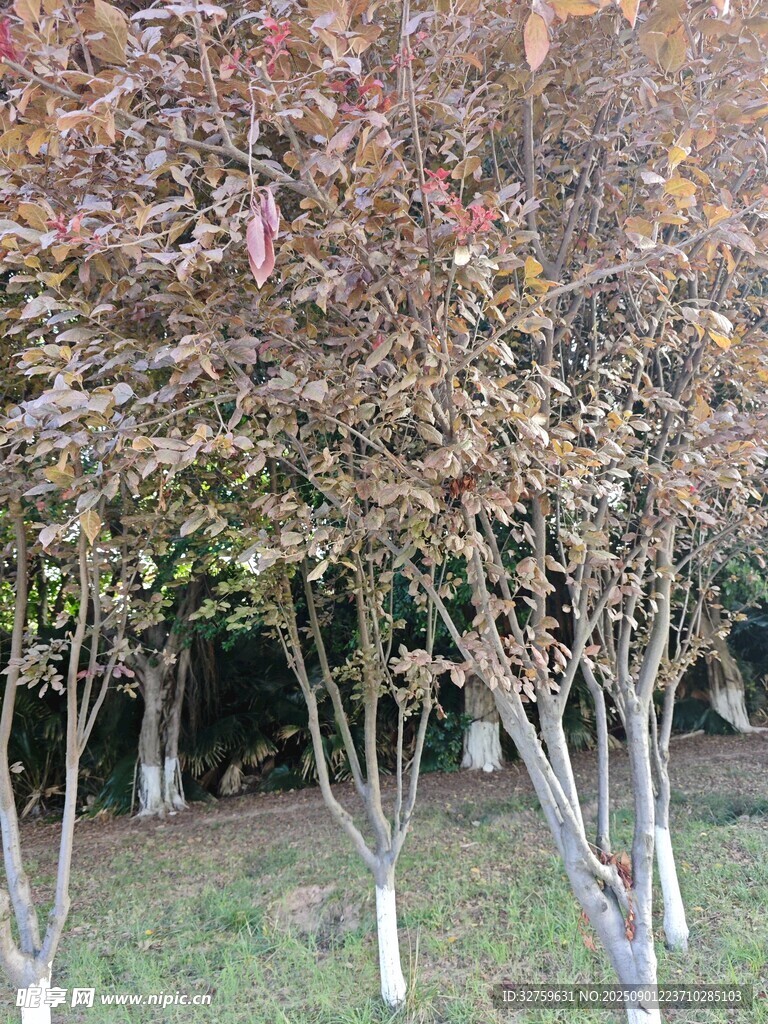 秋日树林景致