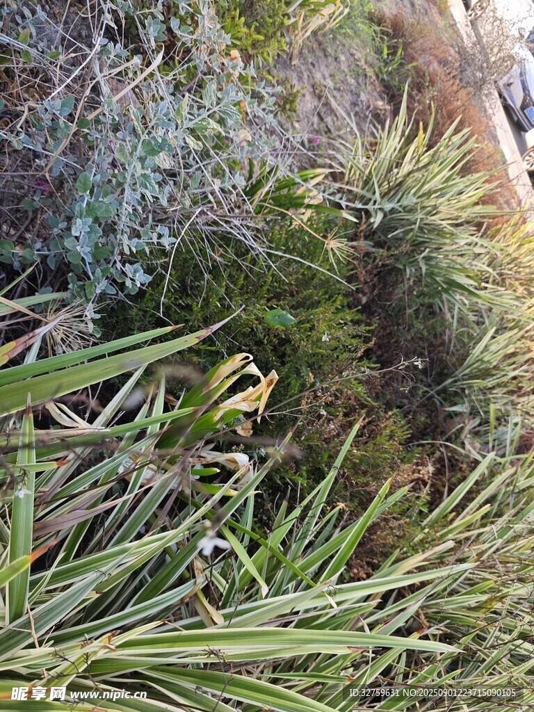 翠绿植物丛中的自然景致