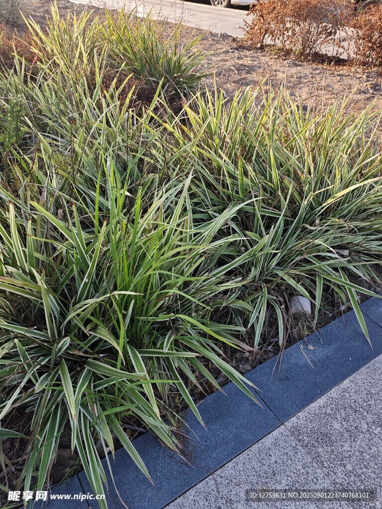 路边绿植景观