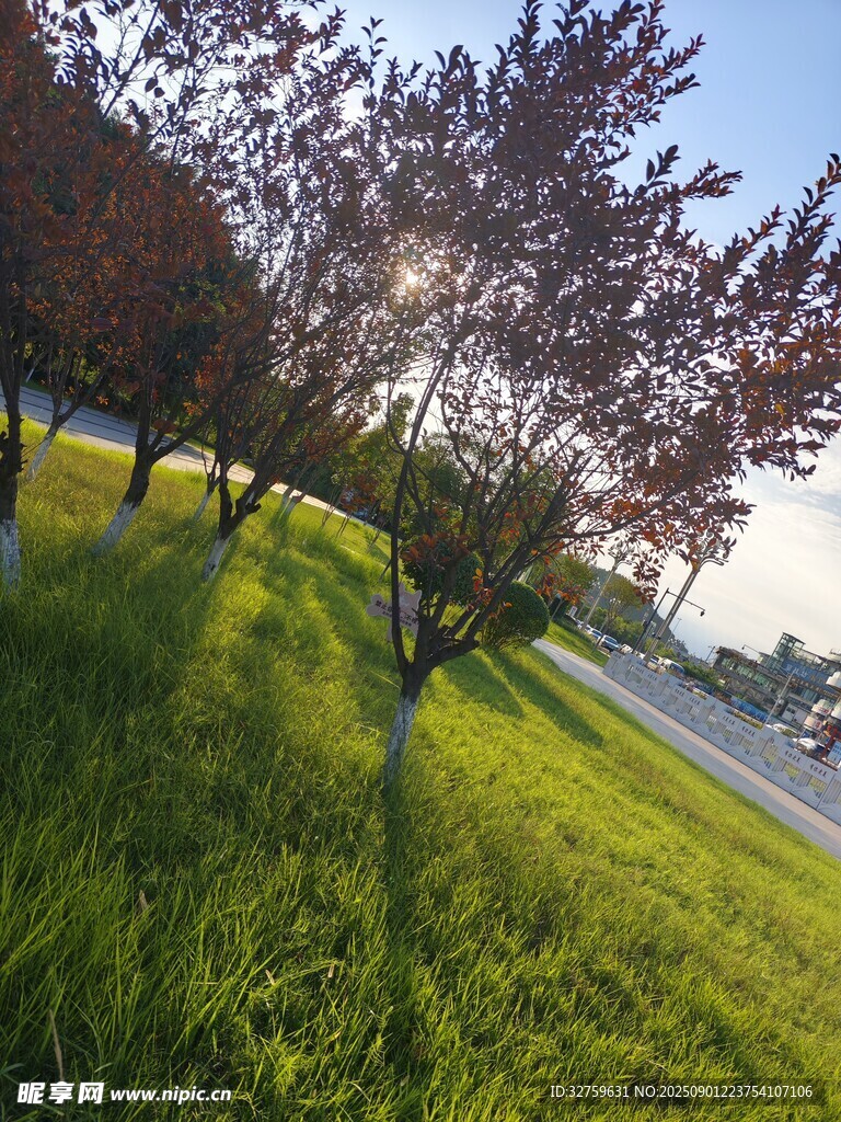 夕阳下的草地与树木景观