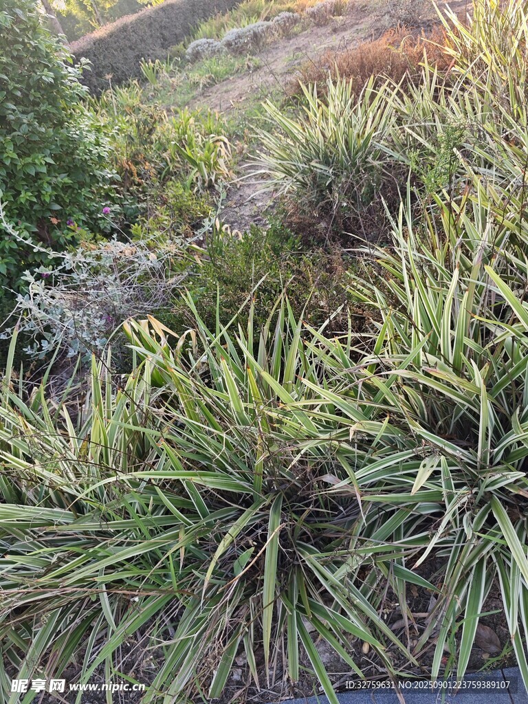 山坡上的多样绿色植物