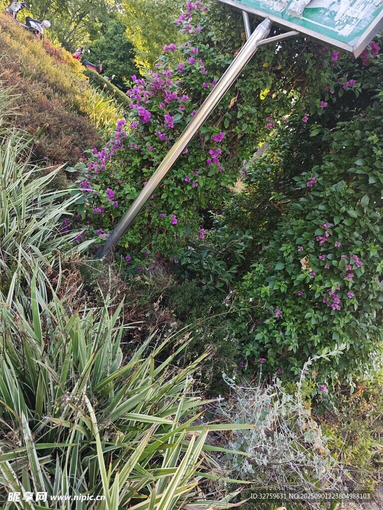 花园中的绿植与标识牌